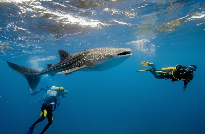 StingRay Liveaboard Malediven 8