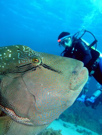 Leer duiken in Marsa Alam 4