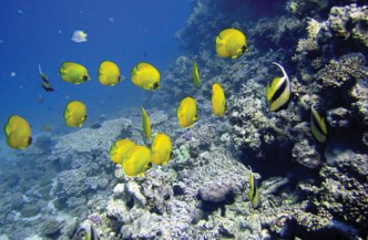 Duiken in Sharm El Sheikh  Colona Divers 2