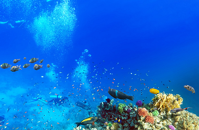 Duiken in Sharm El Sheikh  Sinai Divers