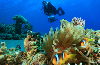 Leren duiken in Hurghada  Emperor Divers 5*