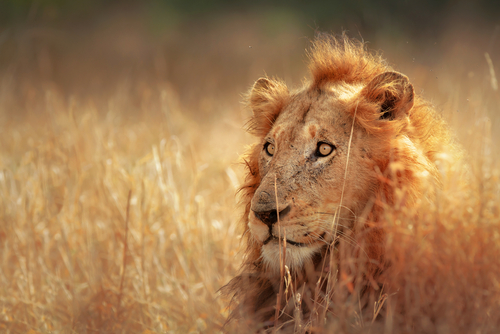 Kruger National park en Tofo Beach 1