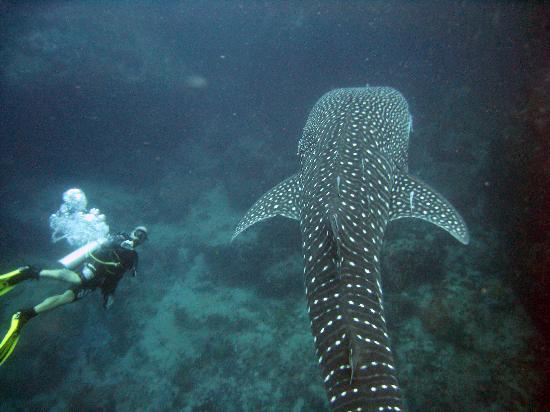 Leer duiken op Koh Samui