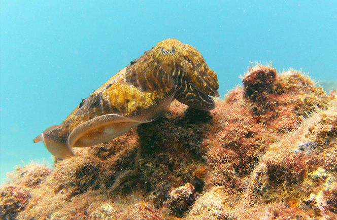 Leren duiken in Puerto del Carmen 3