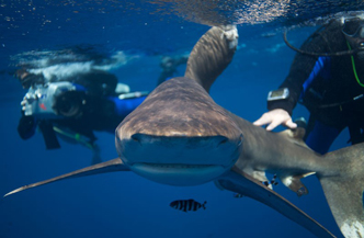 Marsa Shagra Shark School