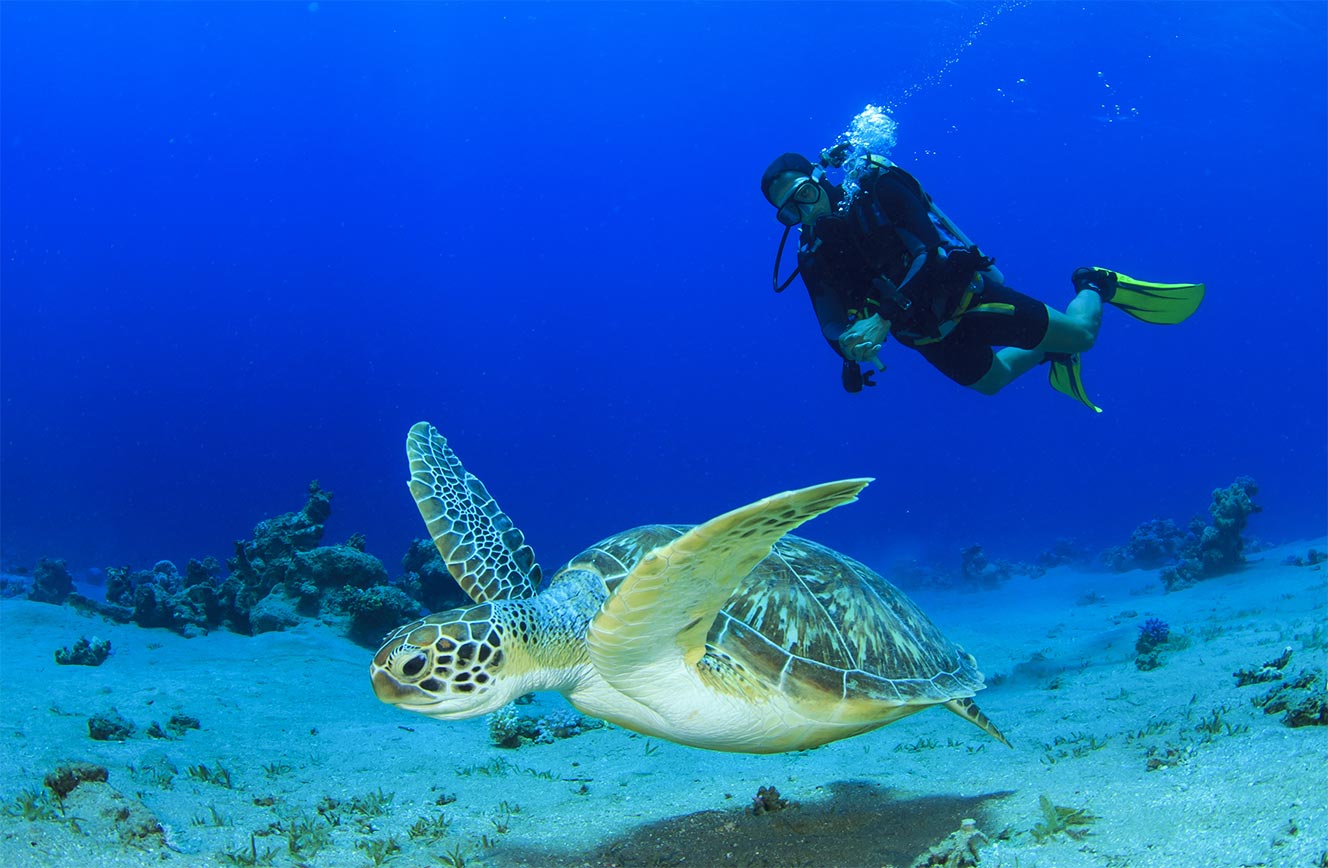 Hippocampus Beach en Dive Resort